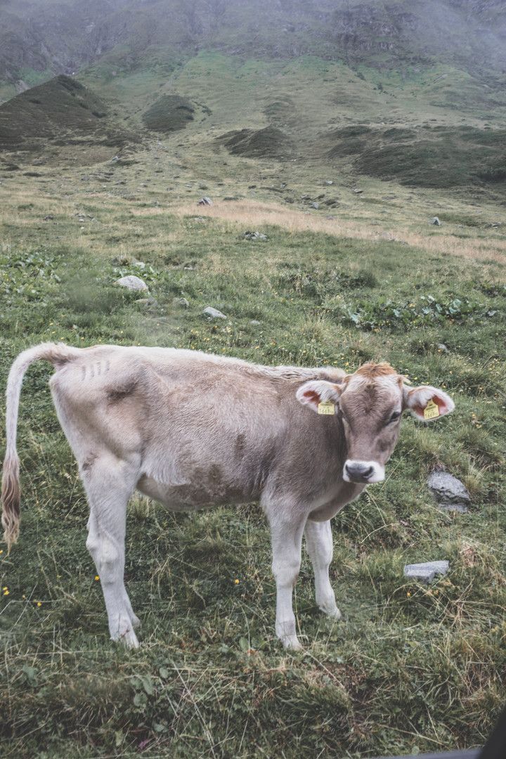 Découvrir le Vorarlberg, en Autriche ? Emprunter la Silvretta.