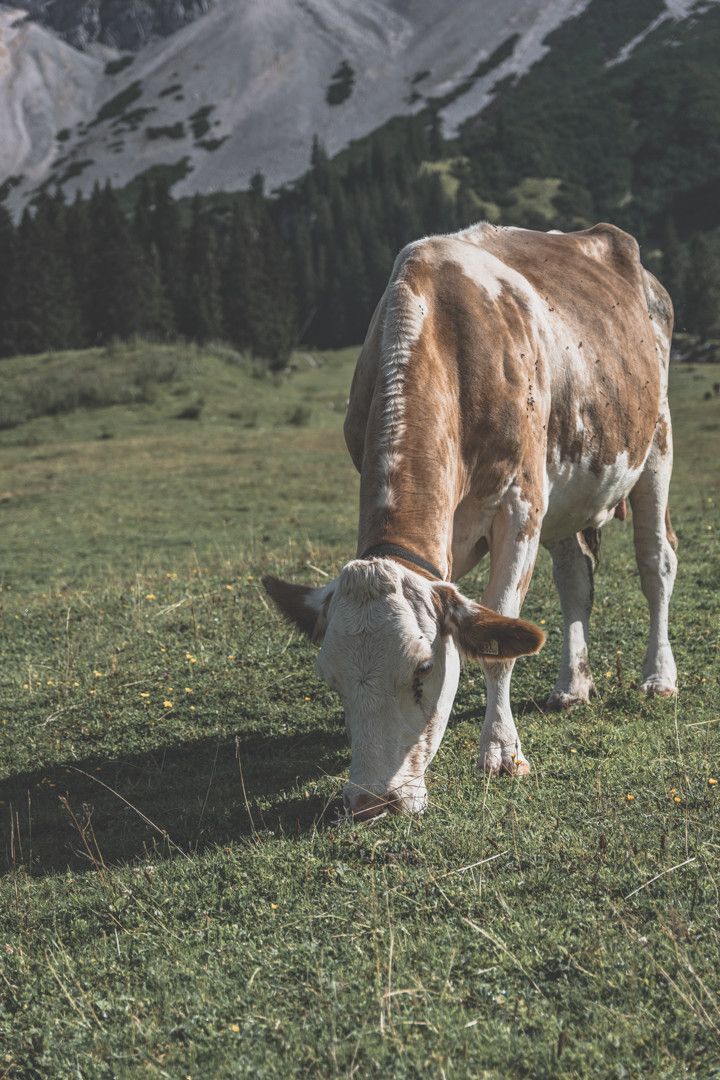 Alpes autrichiennes : que voir dans le Tyrol ?