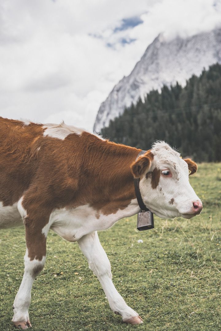 Alpes autrichiennes : que voir dans le Tyrol ?