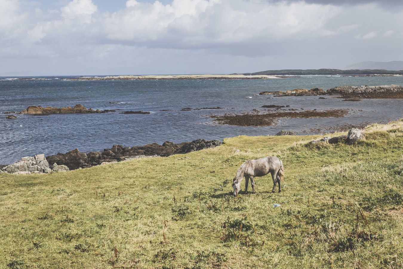 road trip irlande - chevaux