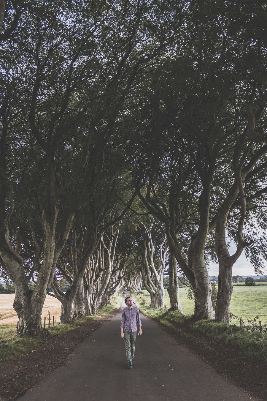 dark hdges - vieux arbres en irlande du nord