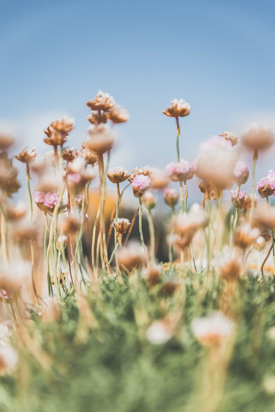 Petites fleurs en Irlande