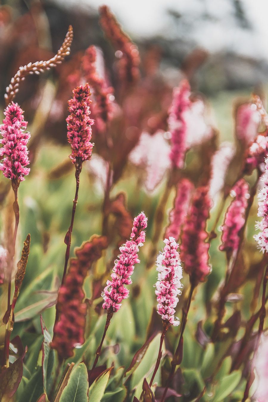 Fleurs des champs en Irlande