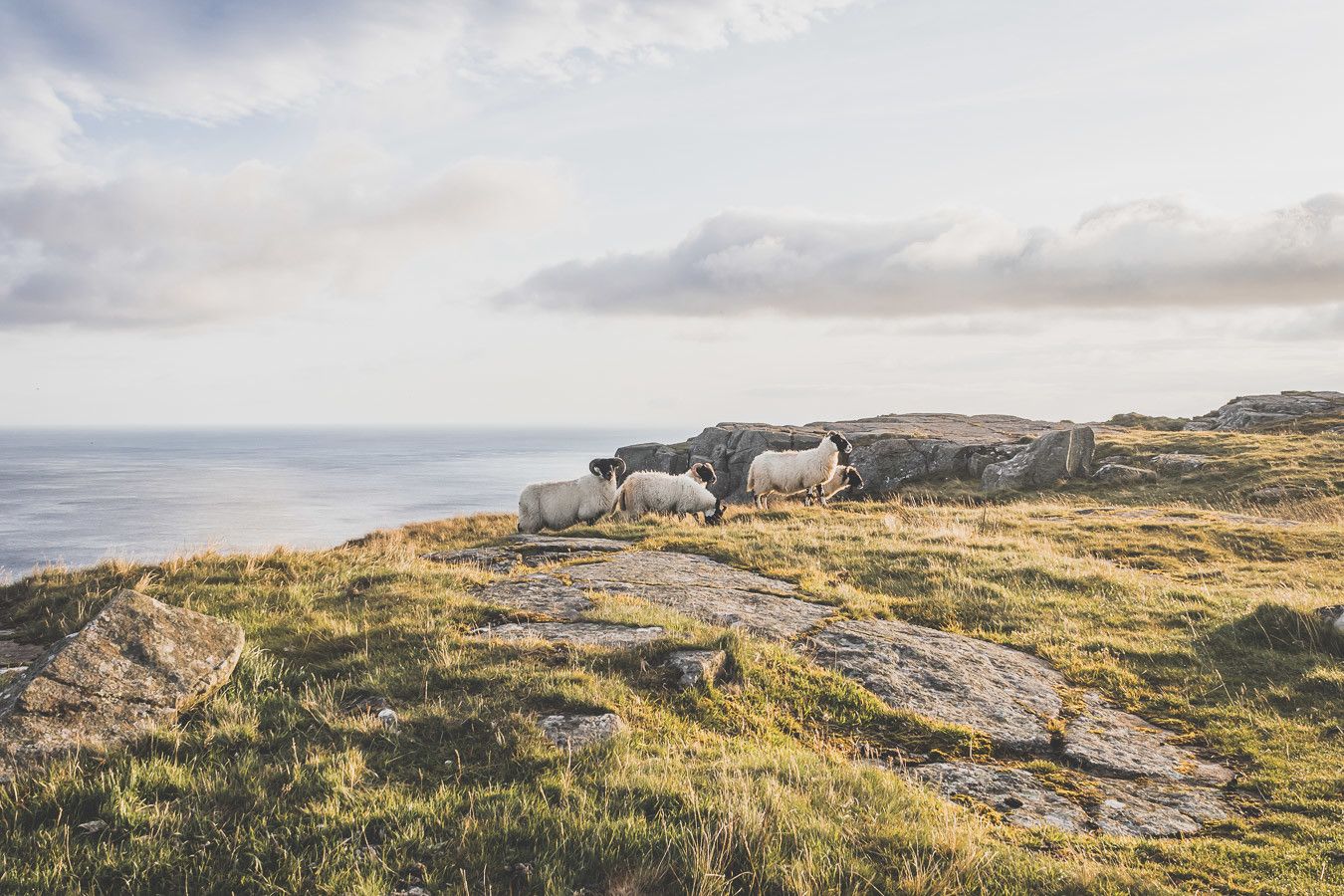 troupeau moutons en irlande