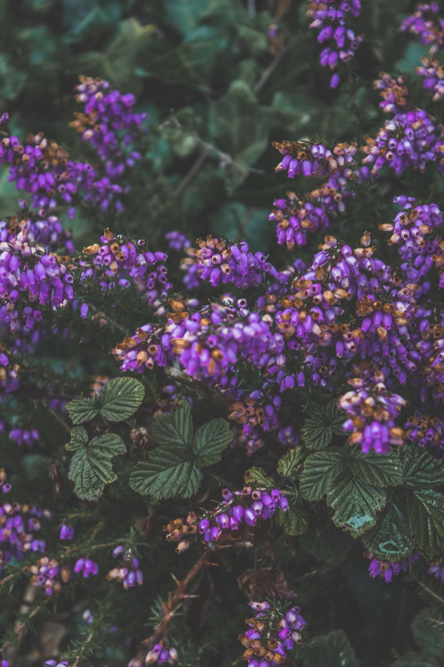 Détails fleuris en Irlande