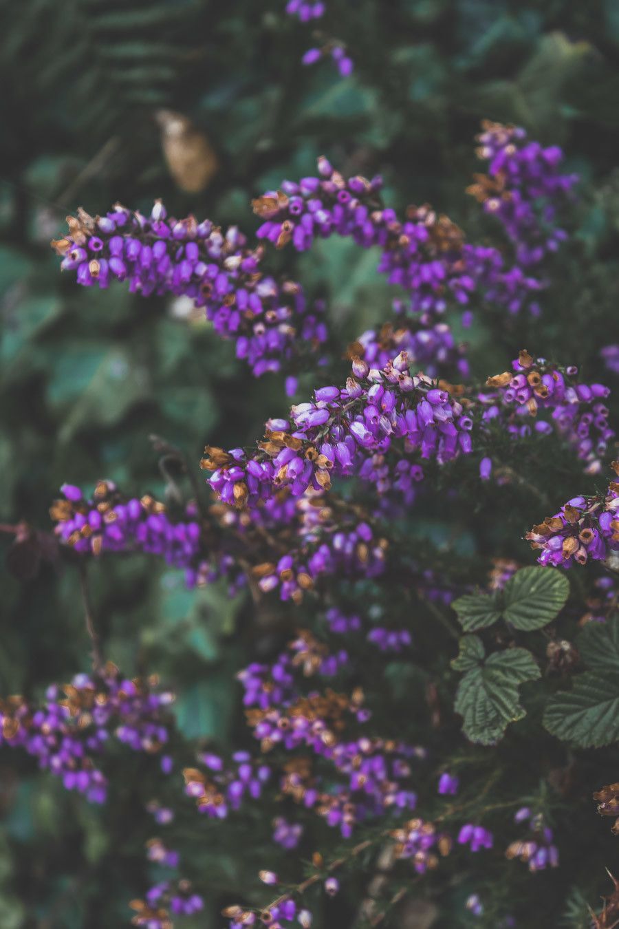 Détails fleuris en Irlande