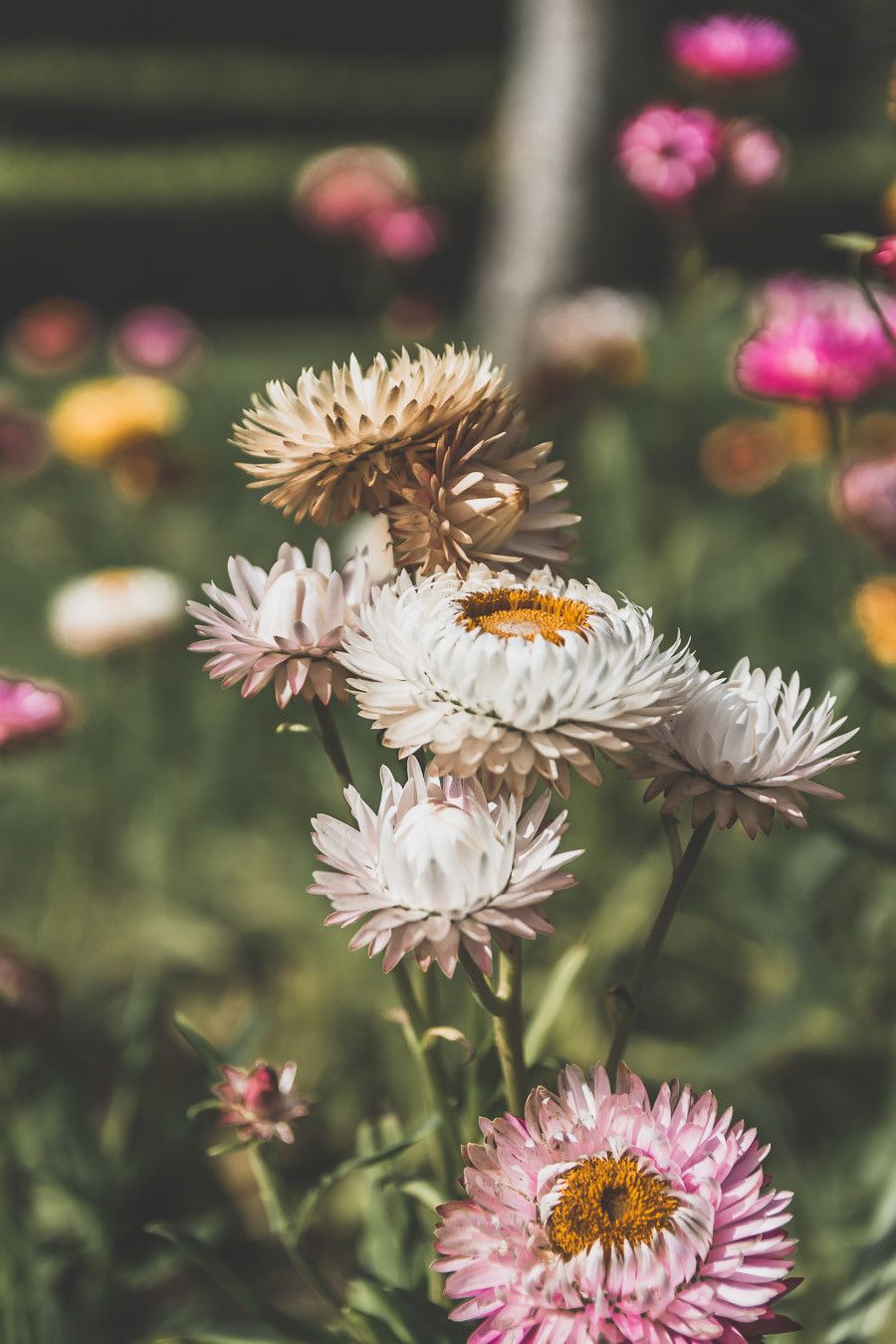 Petites fleurs en Irlande