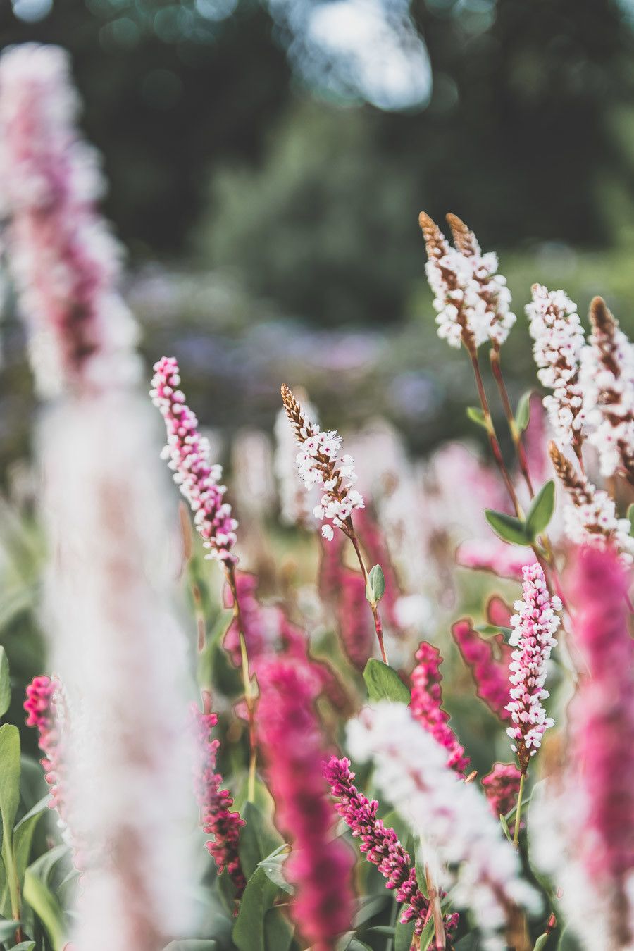 A la recherche des détails fleuris lors d'un road trip