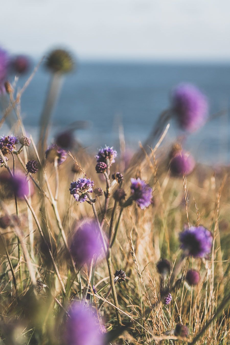 détail fleurs irlande