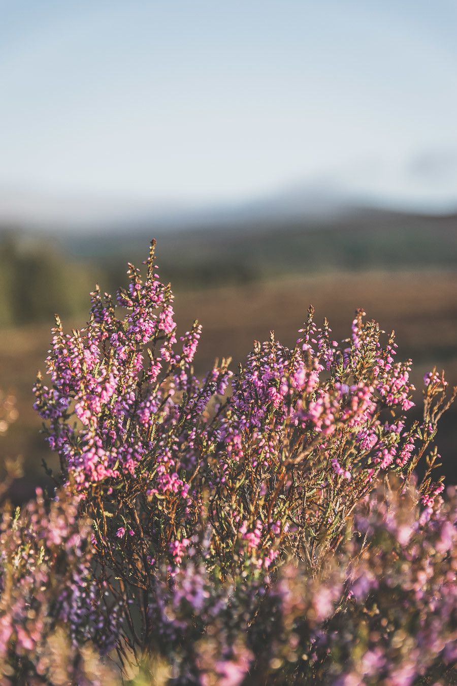 Vous rêvez ou planifiez un road trip en Irlande ? Vous partez en vacances à Dublin et souhaitez faire une excursion en dehors de la ville ? Pensez au Parc National des Montagnes de Wicklow ! C’est un paradis pour les randonneurs et pour les amoureux de grands espaces. Irlande road trip / Road trip Irlande / Irlande paysage / Irlande voyage / Voyage Irlande / Voyage en Irlande / Dublin / Wicklow ireland / Wicklow mountains / Wicklow Mountains National Park