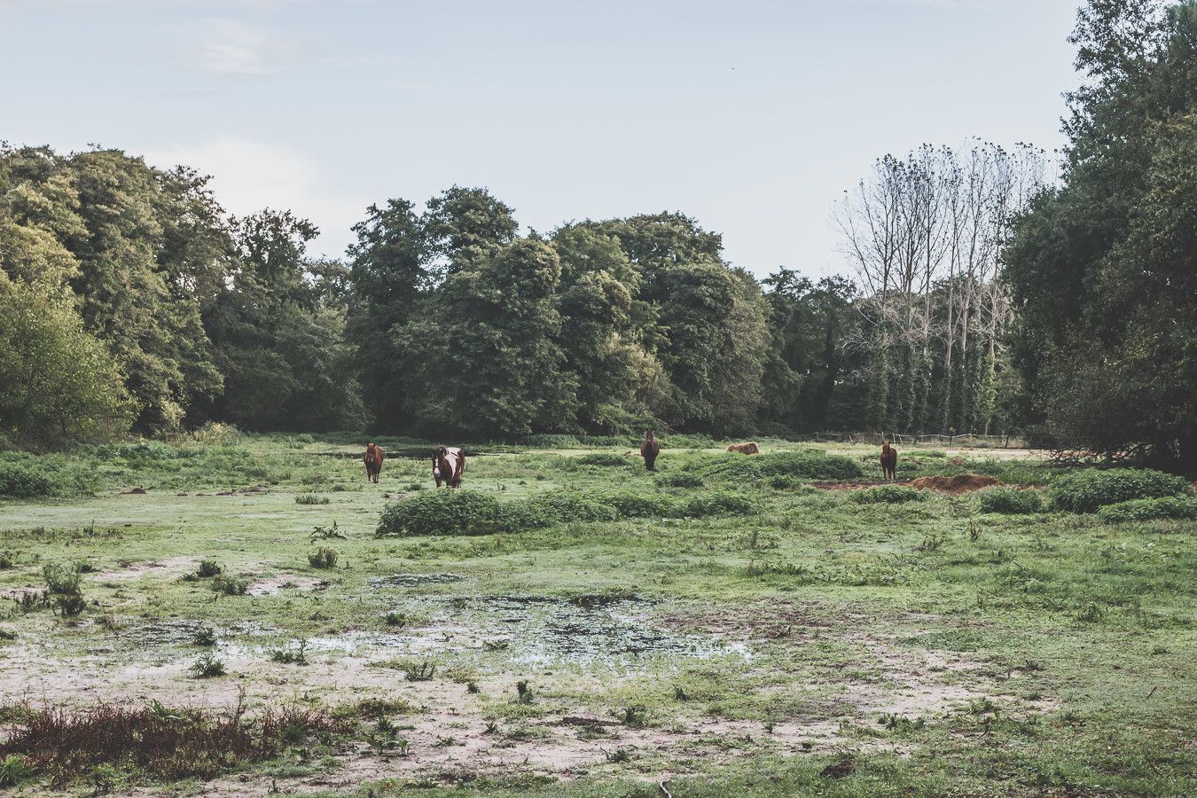 Tu prévois de visiter les Landes ? Tu rêves de plages de sable fin et de coins nature sans prendre l’avion ? Les Landes sont faites pour toi ! Retrouve dans notre article détaillé quoi faire dans les Landes, que voir et que visiter, entre jolies plages et villages de charme, réserves naturelles… #roadtrip #landes #nouvelleaquitaine #france / Vacances en France / Vacances plage / France paysage / Landes paysage / Landes tourisme / Landes plage / Landes France / Voyage en France / Voyage nature