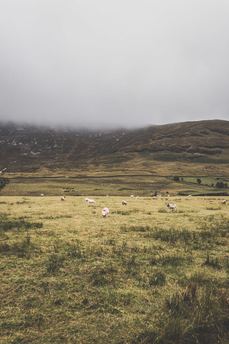 paysage verdoyant irlande 