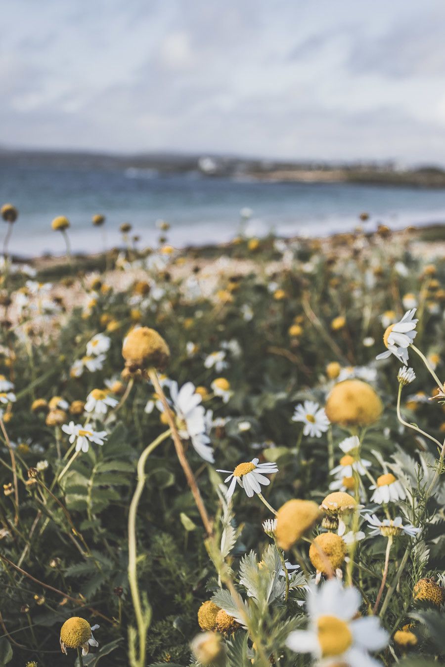 A la recherche des détails fleuris lors d'un road trip