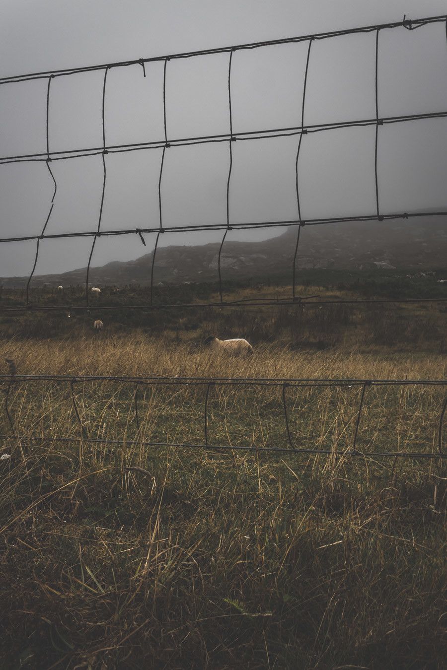 Un mouton sous la brume