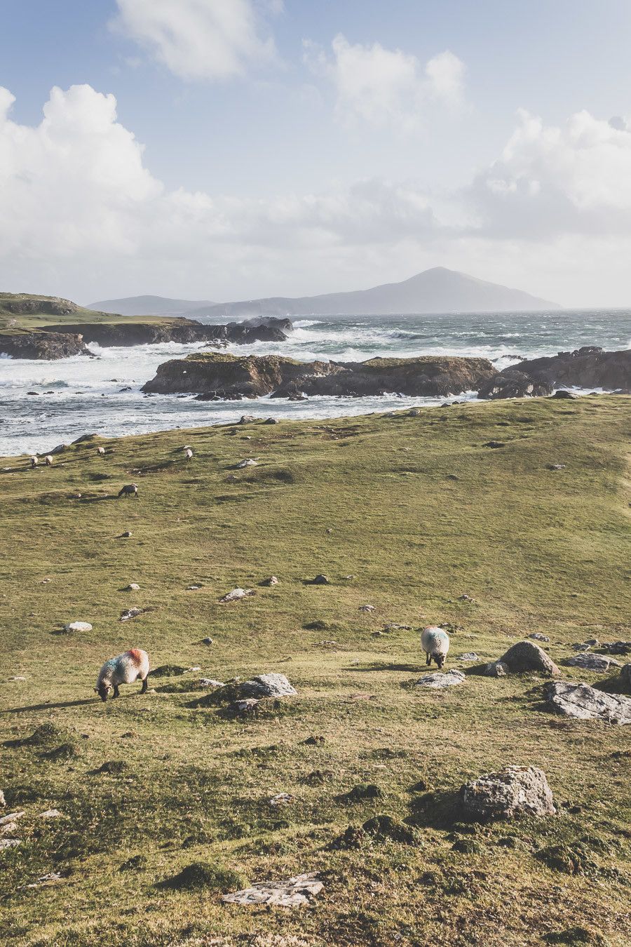 Moutons et herbe verte dans le comté de Mayo en Irlande