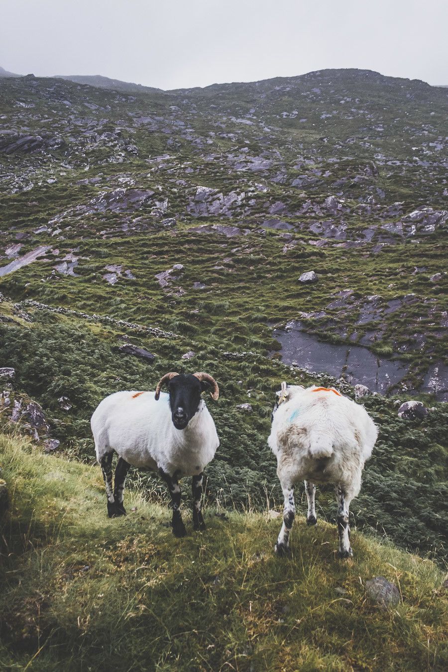 Les moutons du bord de route dans le comté de Kerry