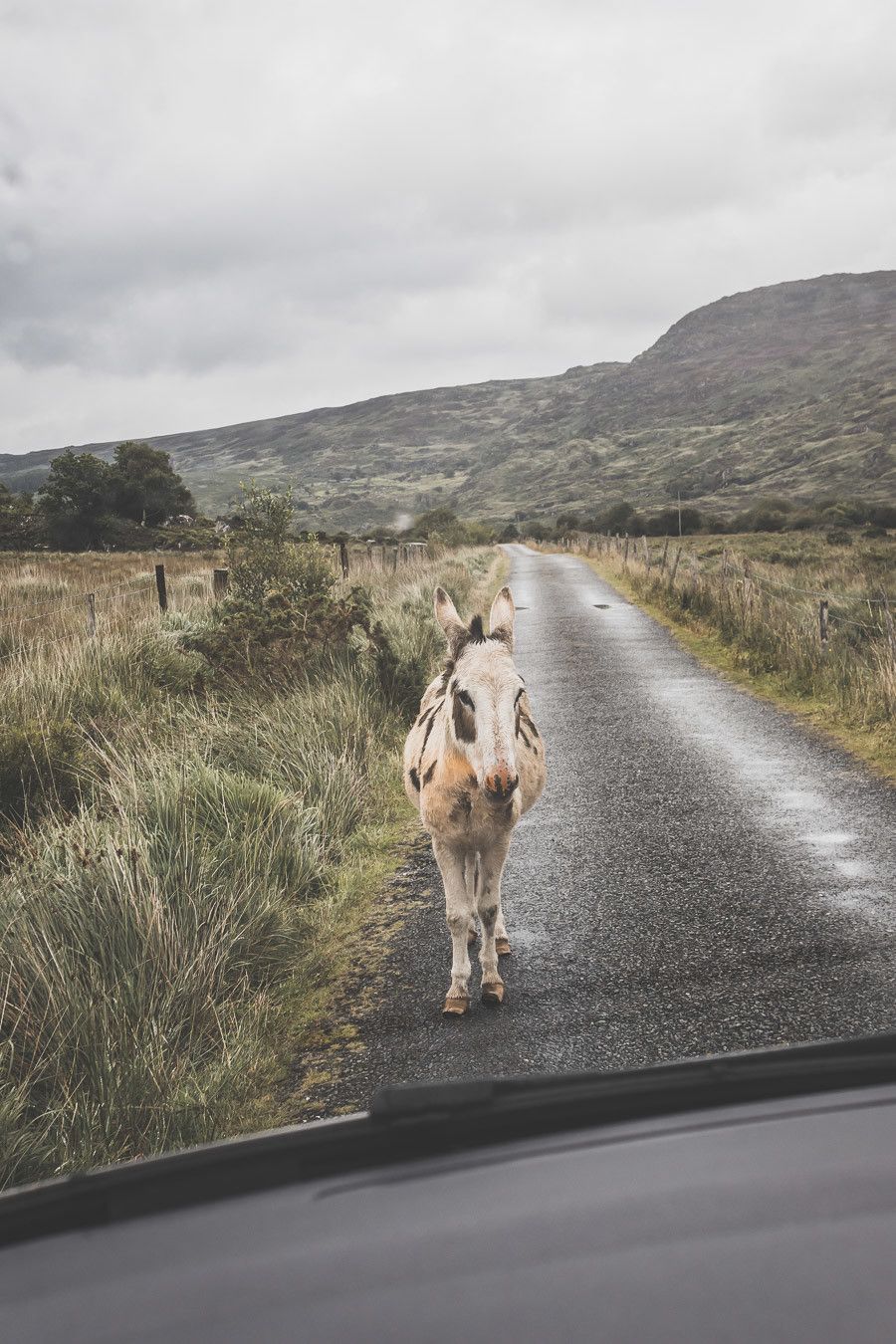 Rencontre impromptue sur le bord de la route dans le black Valley Road en Irlande