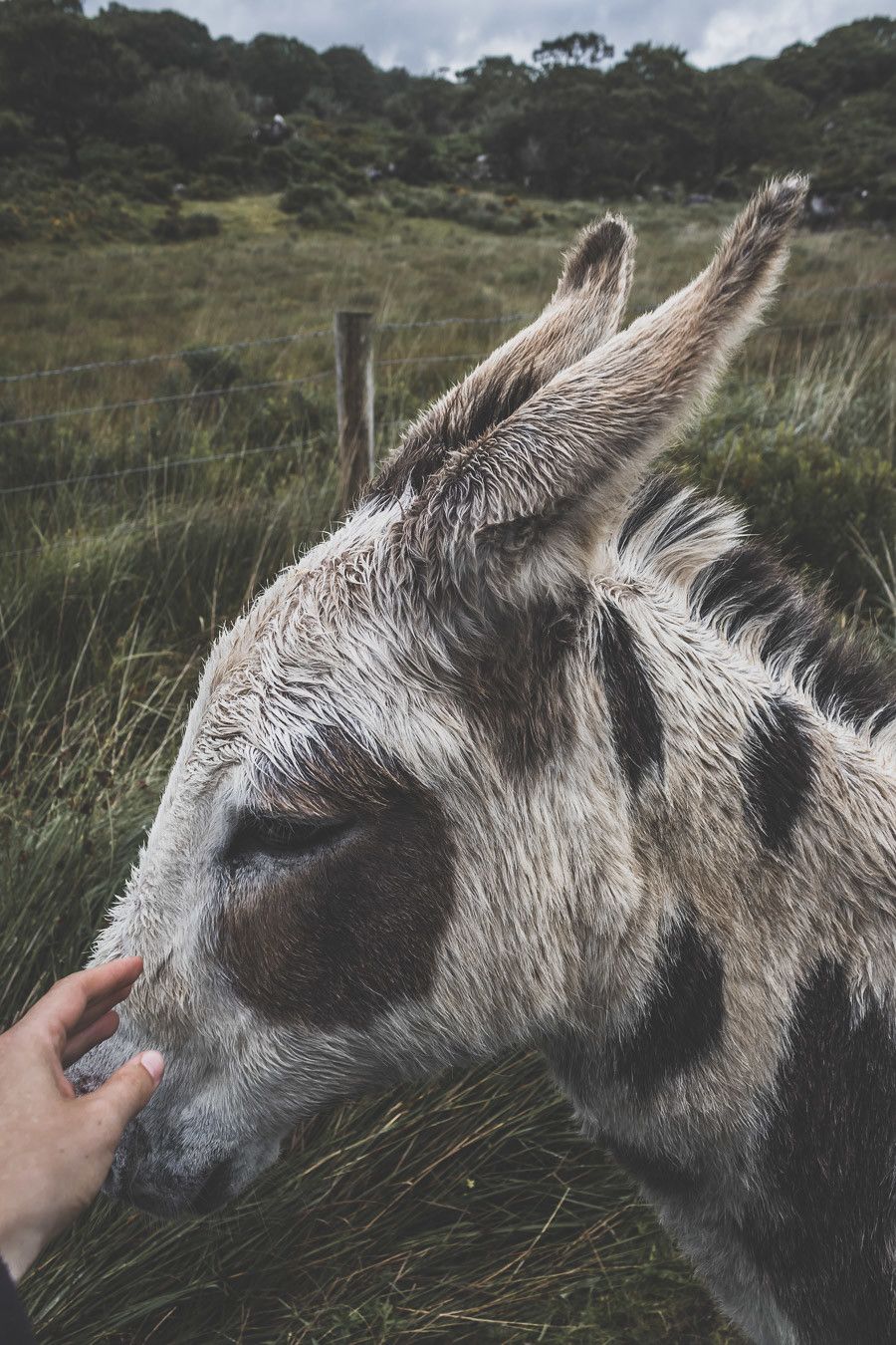 Les ânes du Killarney National Park en Irlande