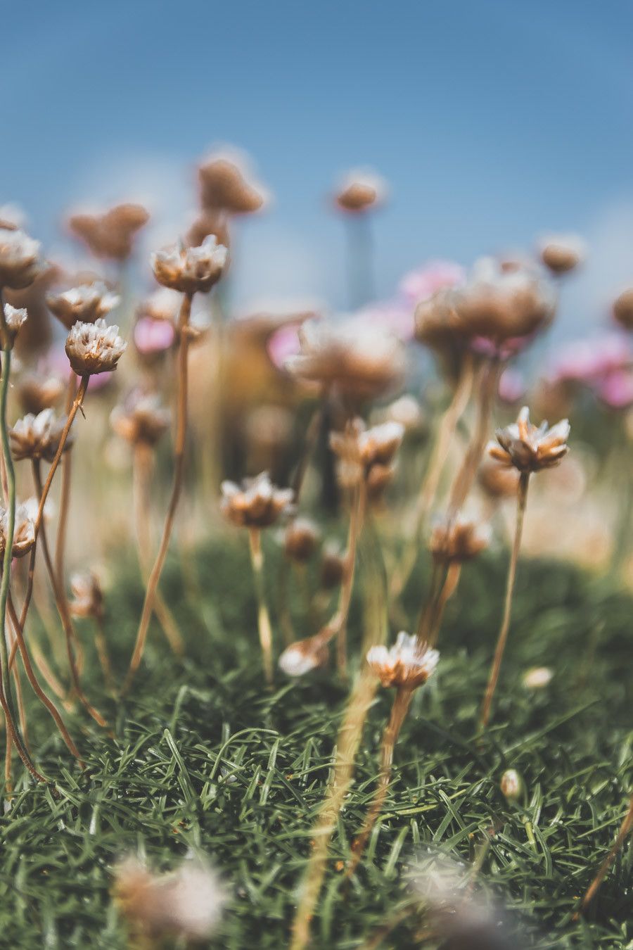 Les fleurs des champs du comté de Mayo