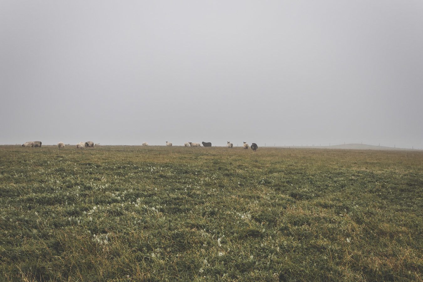 Des moutons et des champs verts à perte de vue