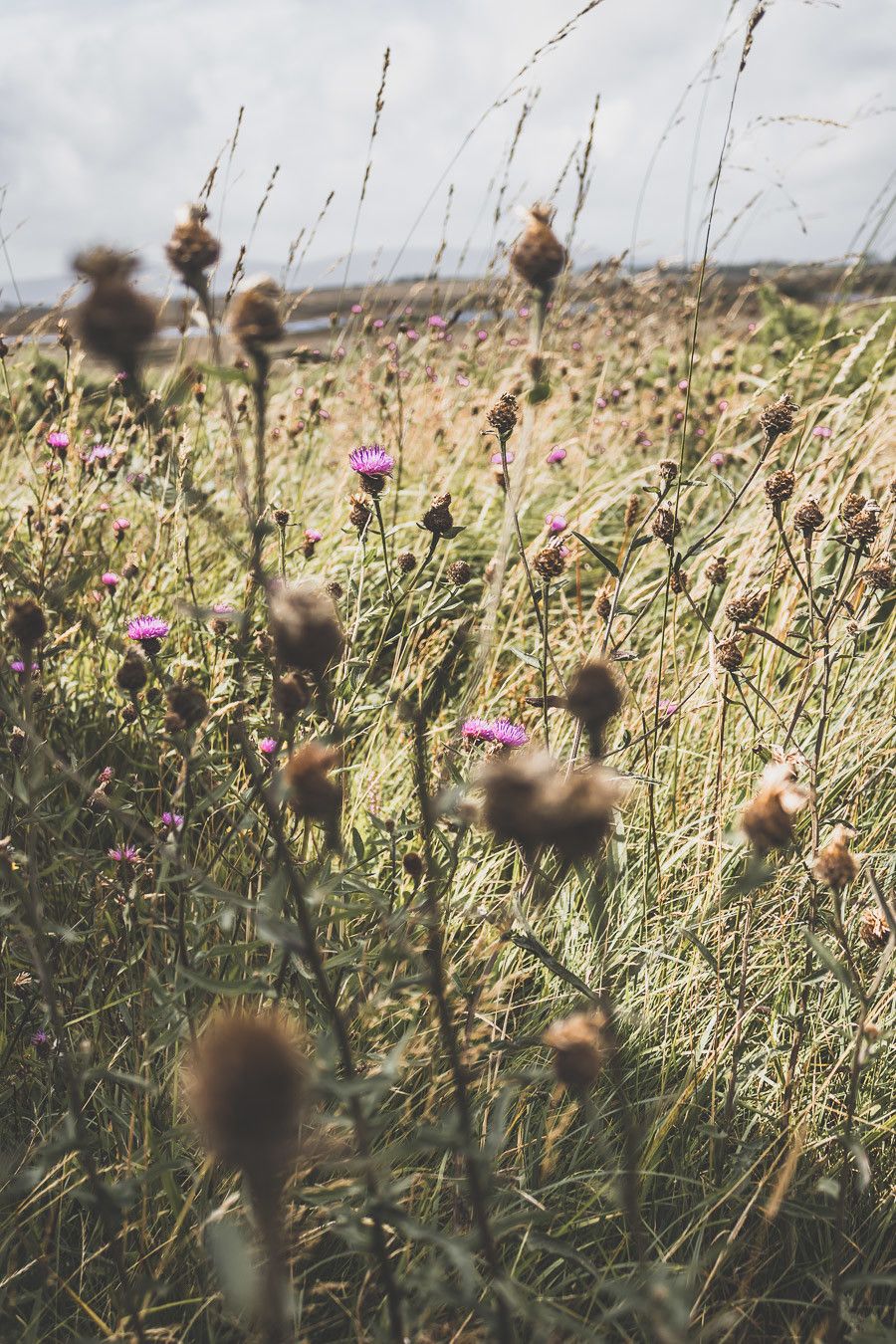 Fleurs Irlande