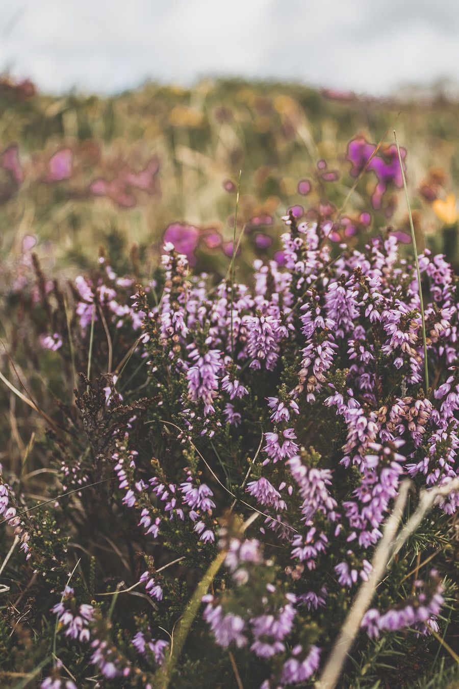 Ireland flowers