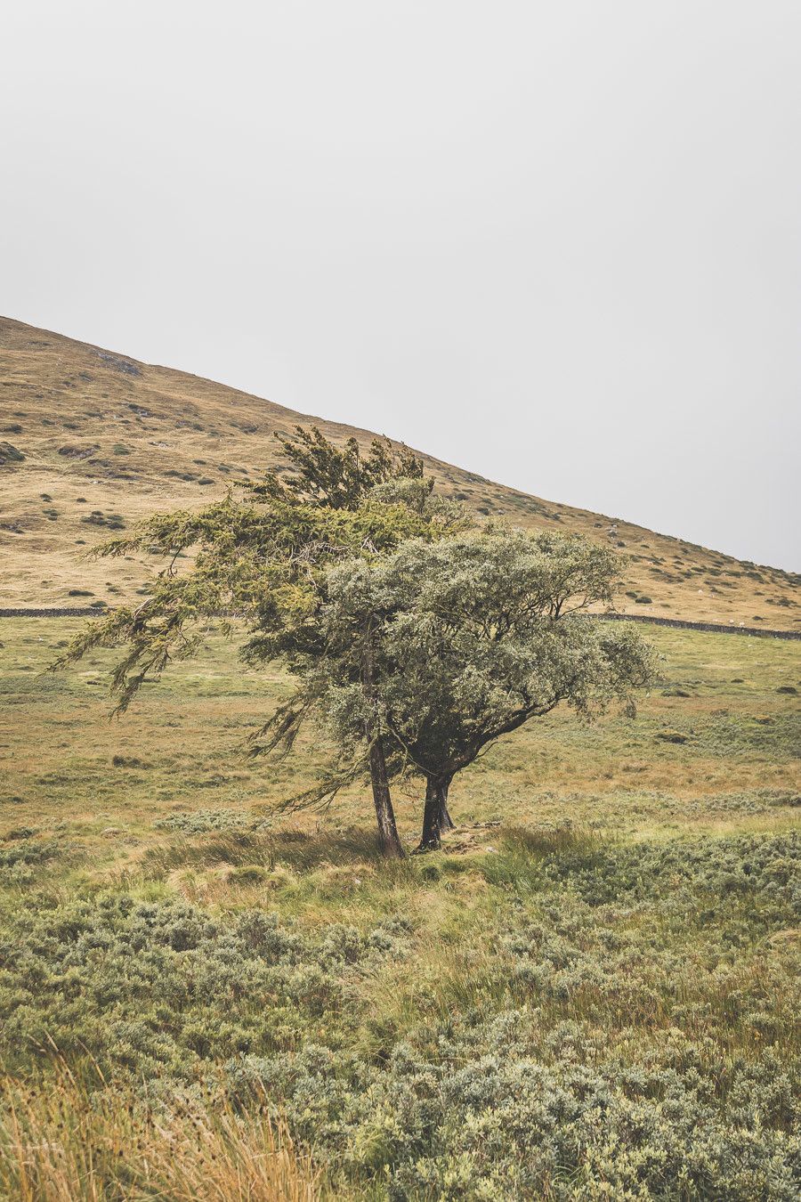 Vous ne connaissez pas encore l’Irlande-du-Nord ? Vous rêvez d’un voyage en Irlande-du-Nord ? Cet article est fait pour vous ! Il vous aidera à préparer votre road trip dans des lieux incroyables comme la Chaussée des Géants ou le pont Carrick-a-Rede. Vous découvrirez des lieux de tournage de Game of Thrones. Road trip Irlande / Irlande du Nord / Irlande voyage / Irlande paysage / Irlande road trip / Irlande du Nord voyage / Irlande du Nord paysage / Circuit Irlande du Nord / Game of Thrones