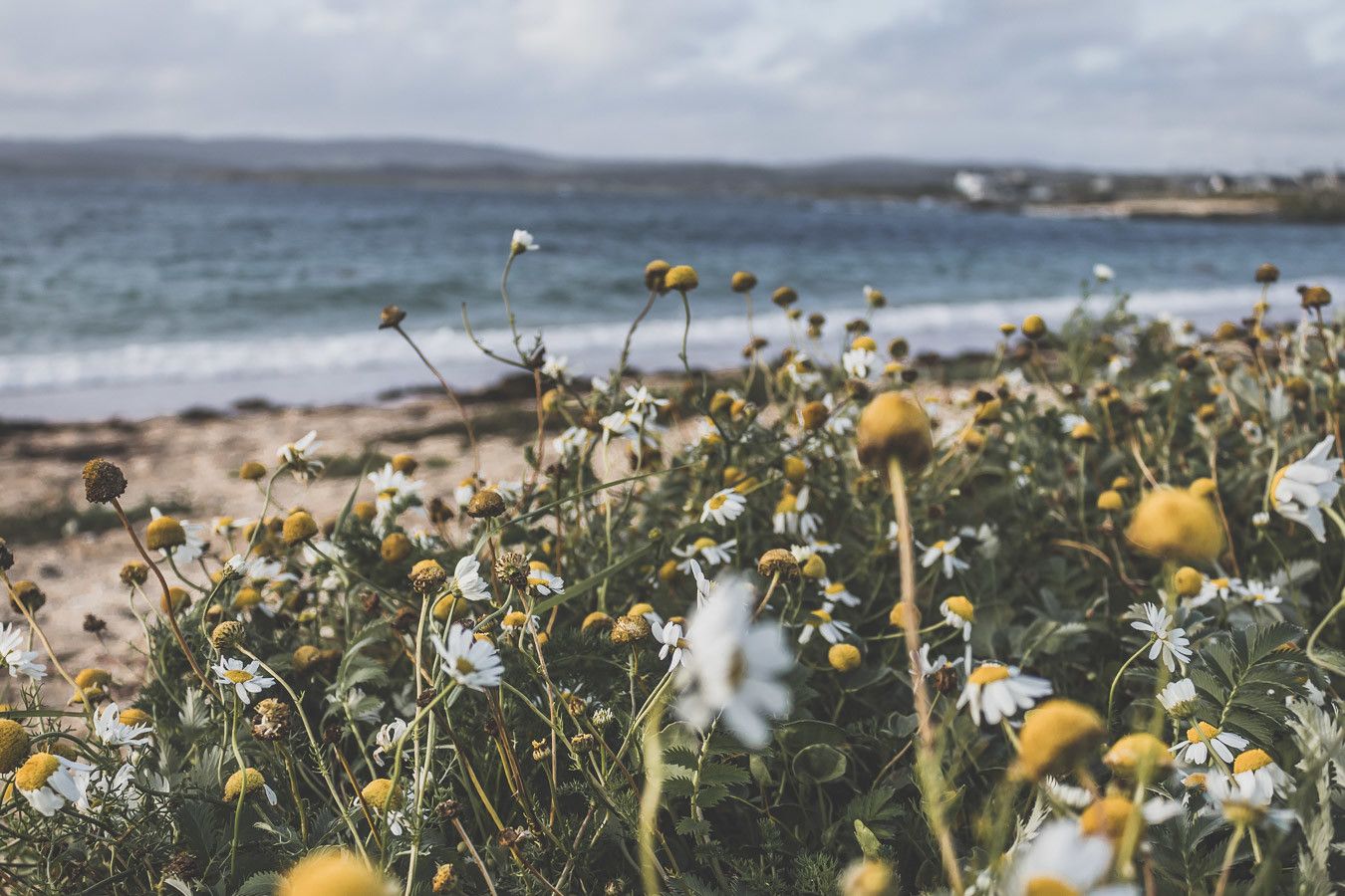 Fleurs, plages et mer à perte de vue