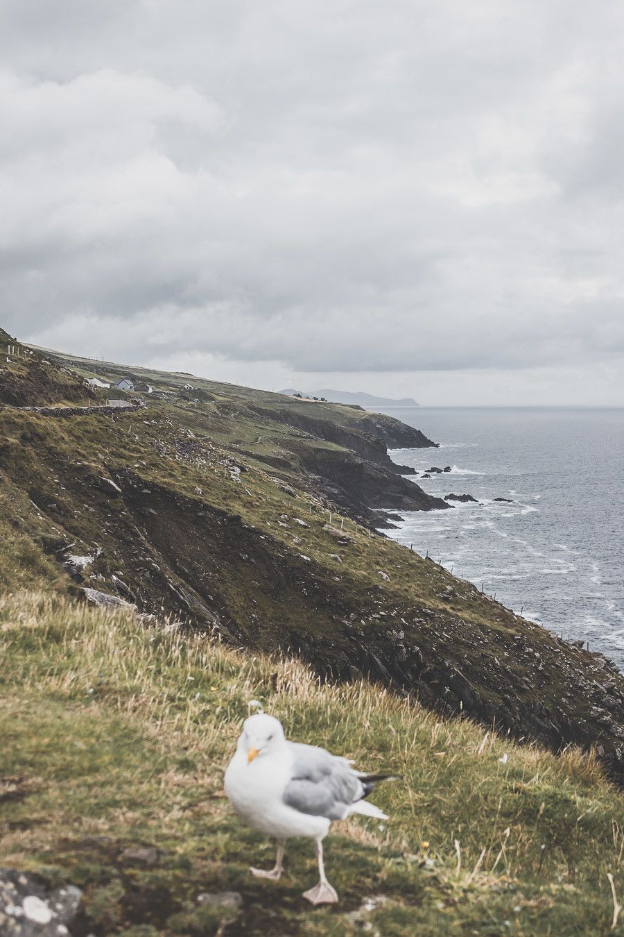 Slea Head drive, la route du bout du monde