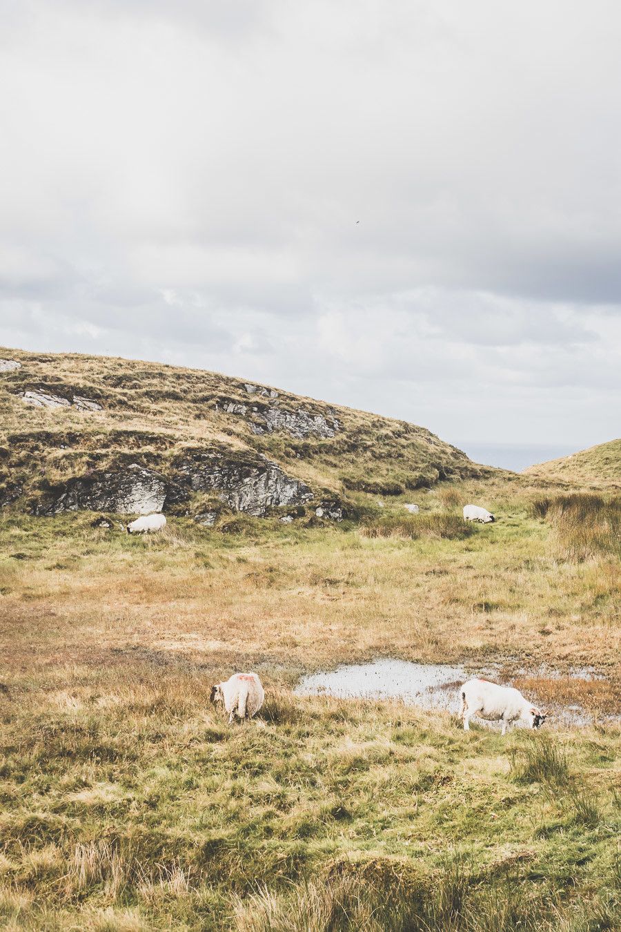 Vous planifiez un road trip en Irlande ? N’oubliez pas le comté de Donegal. Entre belles plages et falaises imposantes, ce comté saura vous surprendre et vous émerveiller. Vous trouverez dans cet article conseils pratiques et itinéraire. Irlande road trip / Road trip Irlande / Irlande paysage / Irlande / Donegal Ireland / Donegal things to do / Voyage Irlande / Voyage en Irlande / Carnet de voyage Irlande / Carnet voyage Irlande