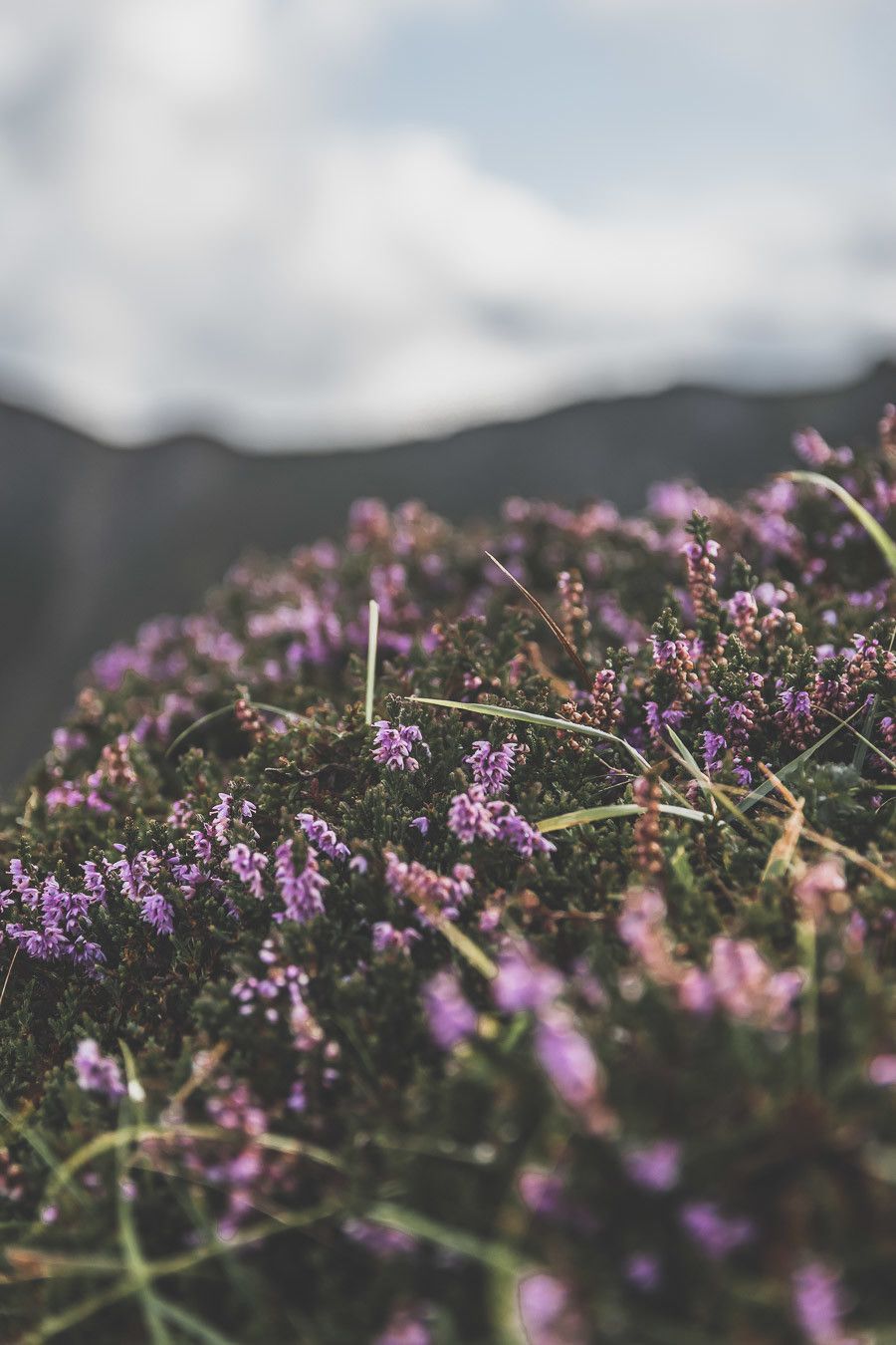 Vous planifiez un road trip en Irlande ? N’oubliez pas le comté de Donegal. Entre belles plages et falaises imposantes, ce comté saura vous surprendre et vous émerveiller. Vous trouverez dans cet article conseils pratiques et itinéraire. Irlande road trip / Road trip Irlande / Irlande paysage / Irlande / Donegal Ireland / Donegal things to do / Voyage Irlande / Voyage en Irlande / Carnet de voyage Irlande / Carnet voyage Irlande