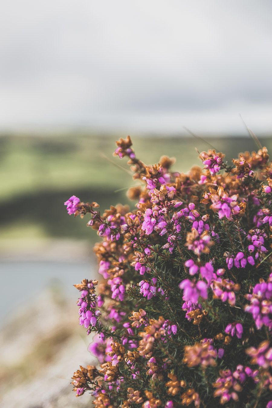 Vous ne connaissez pas encore l’Irlande-du-Nord ? Vous rêvez d’un voyage en Irlande-du-Nord ? Cet article est fait pour vous ! Il vous aidera à préparer votre road trip dans des lieux incroyables comme la Chaussée des Géants ou le pont Carrick-a-Rede. Vous découvrirez des lieux de tournage de Game of Thrones. Road trip Irlande / Irlande du Nord / Irlande voyage / Irlande paysage / Irlande road trip / Irlande du Nord voyage / Irlande du Nord paysage / Circuit Irlande du Nord / Game of Thrones