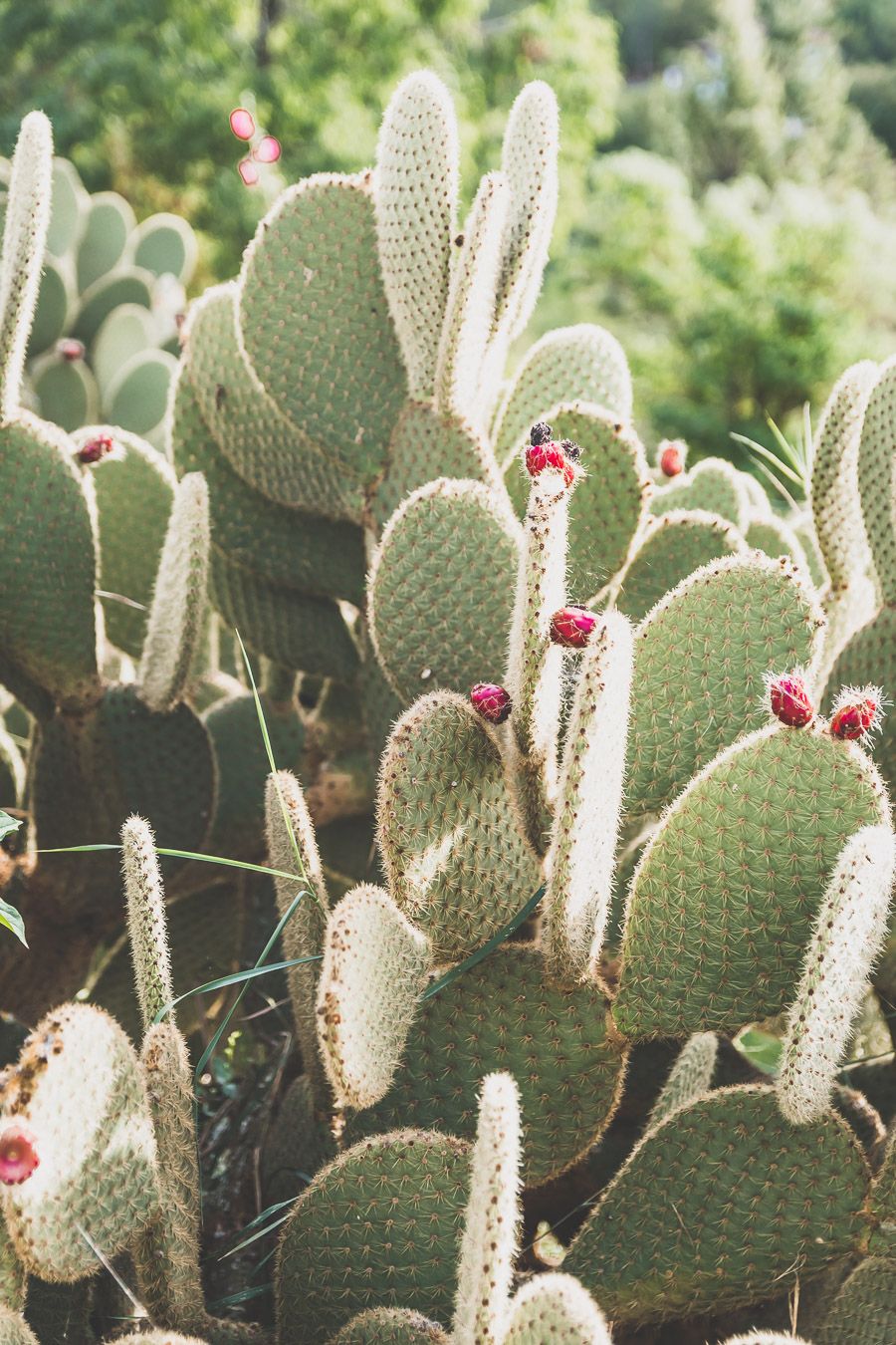 Grézels 11 Grézels - Cactus