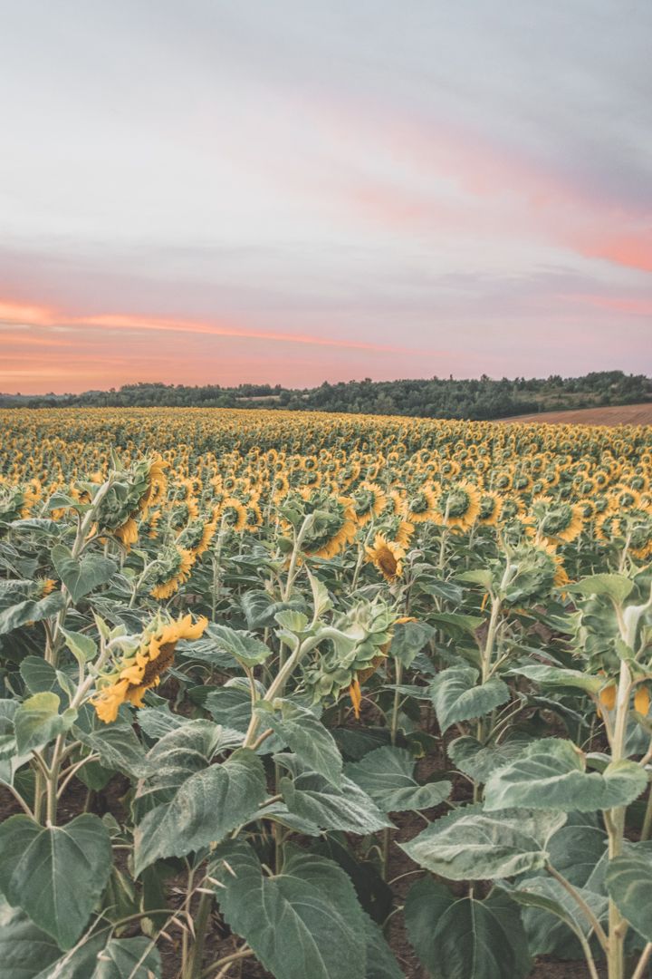 champ de tournesol dans le Lot