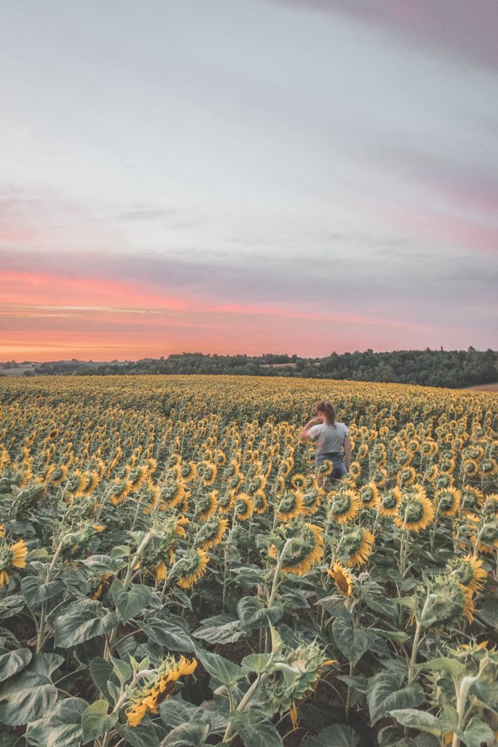 champ de tournesols dans le Lot