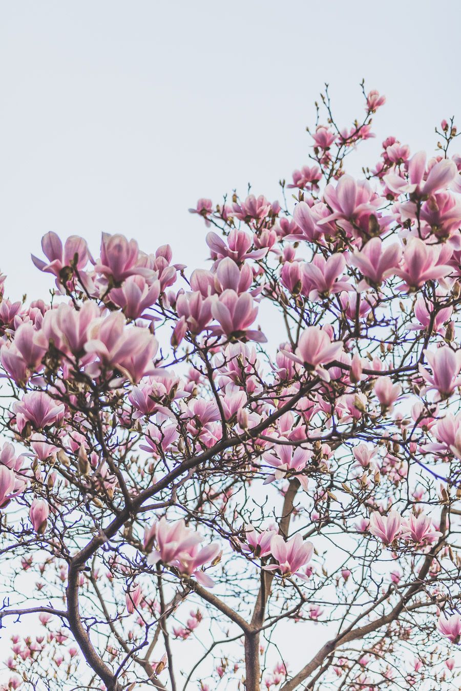 magnolia en fleurs à Lyon