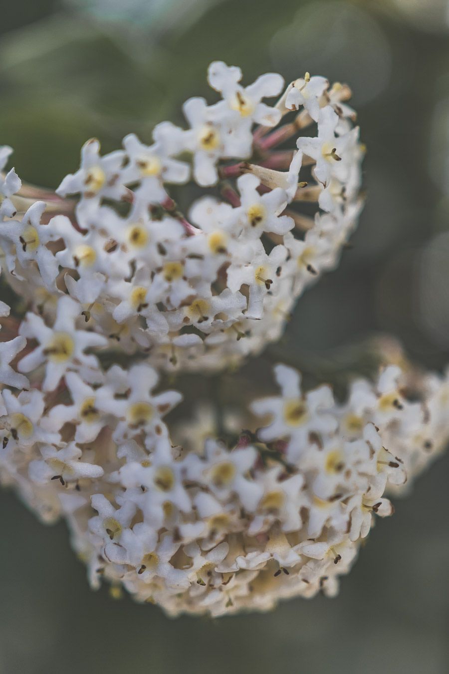 Fleurs dans les serres du Parc de la Tête d'Or à Lyon