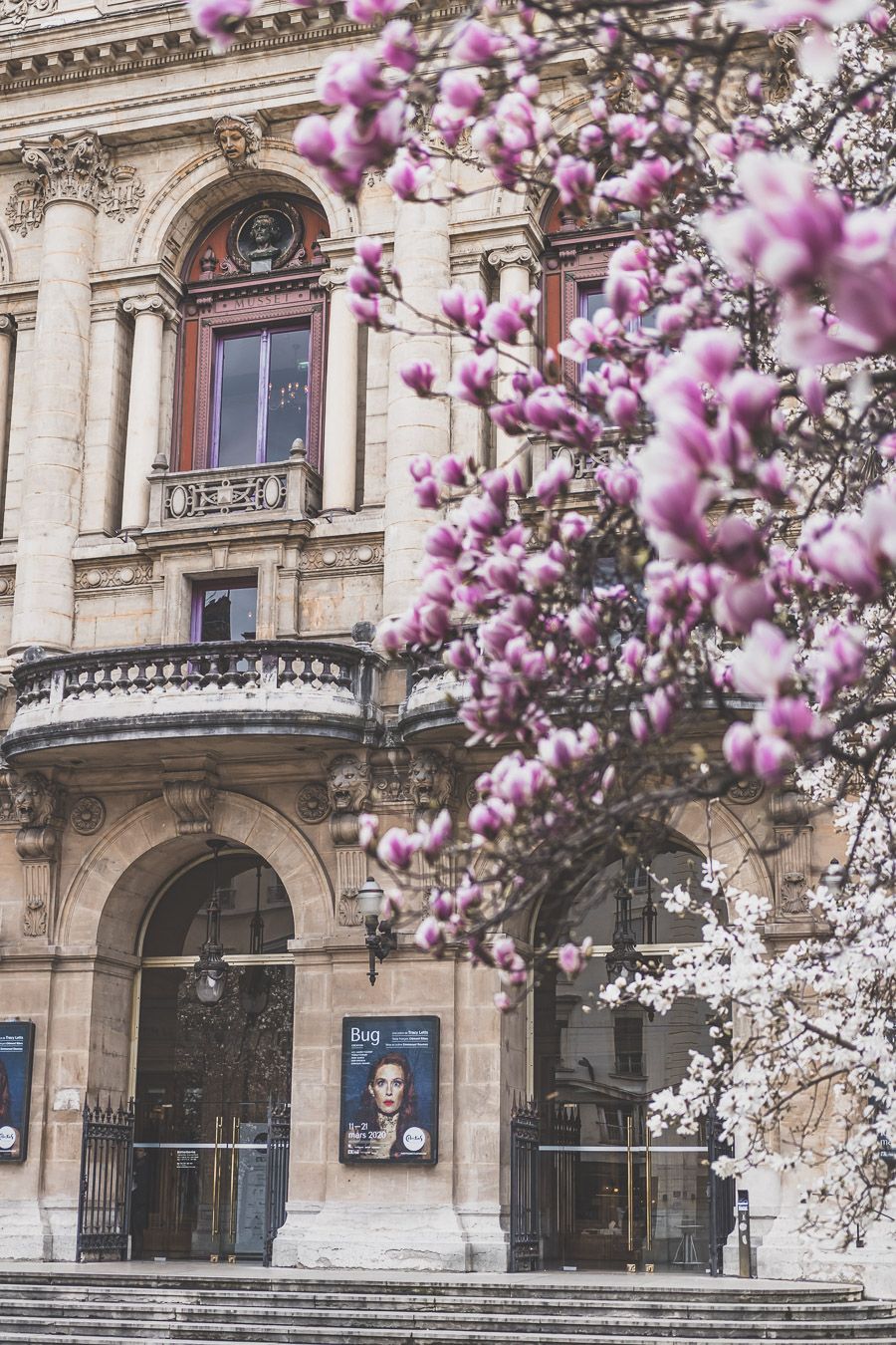 Magnolias en fleurs sur la Place des Célestins