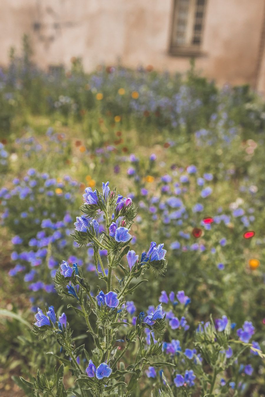 Fleurs d'Albi