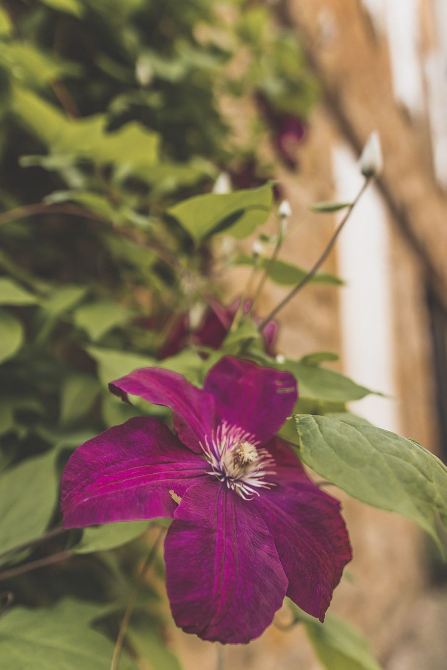 Fleur à Cordes-sur-Ciel