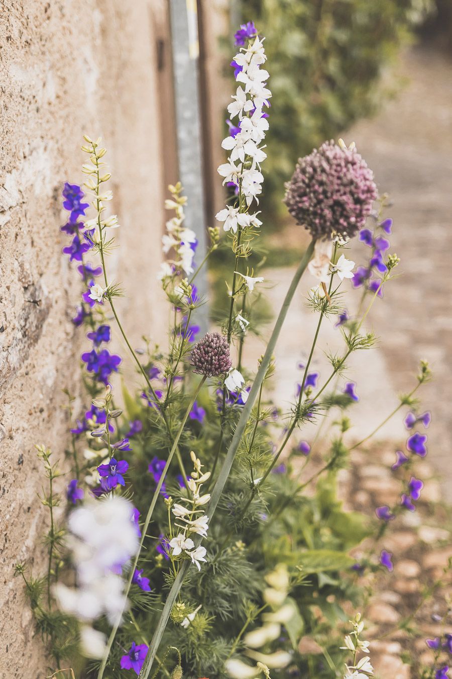 Plantes à Cordes-sur-Ciel