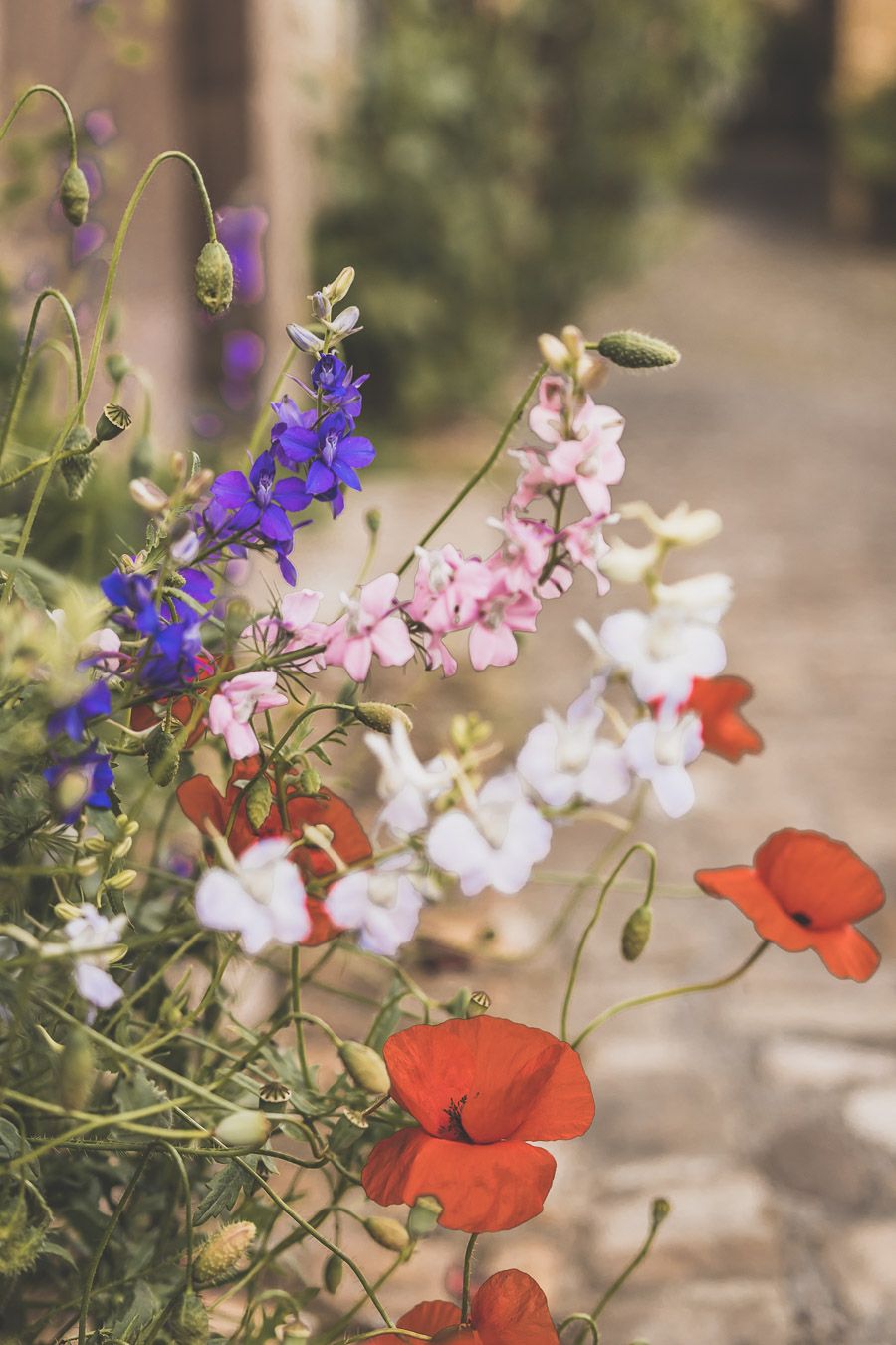 Printemps à Cordes-sur-Ciel