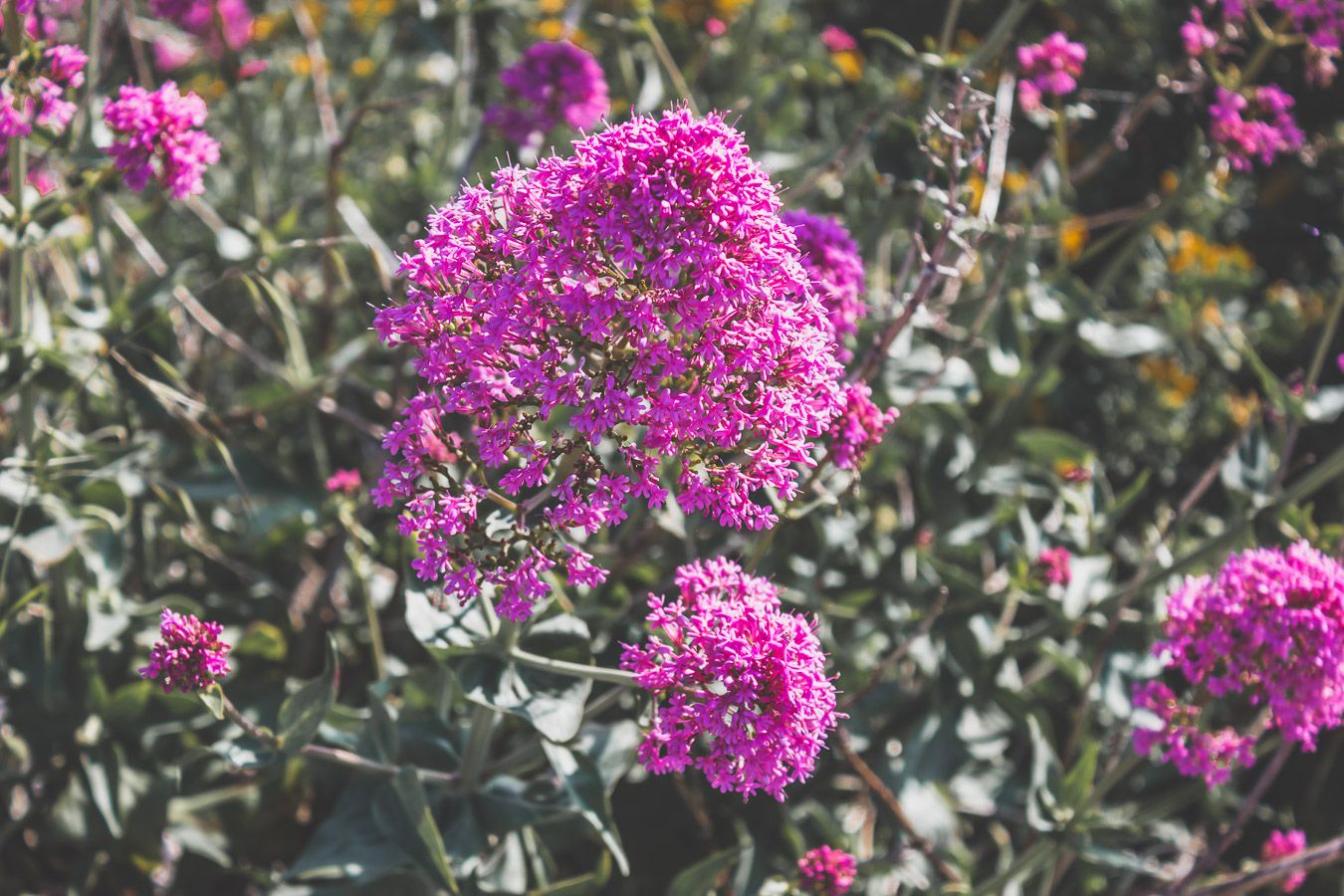 photo fleurs