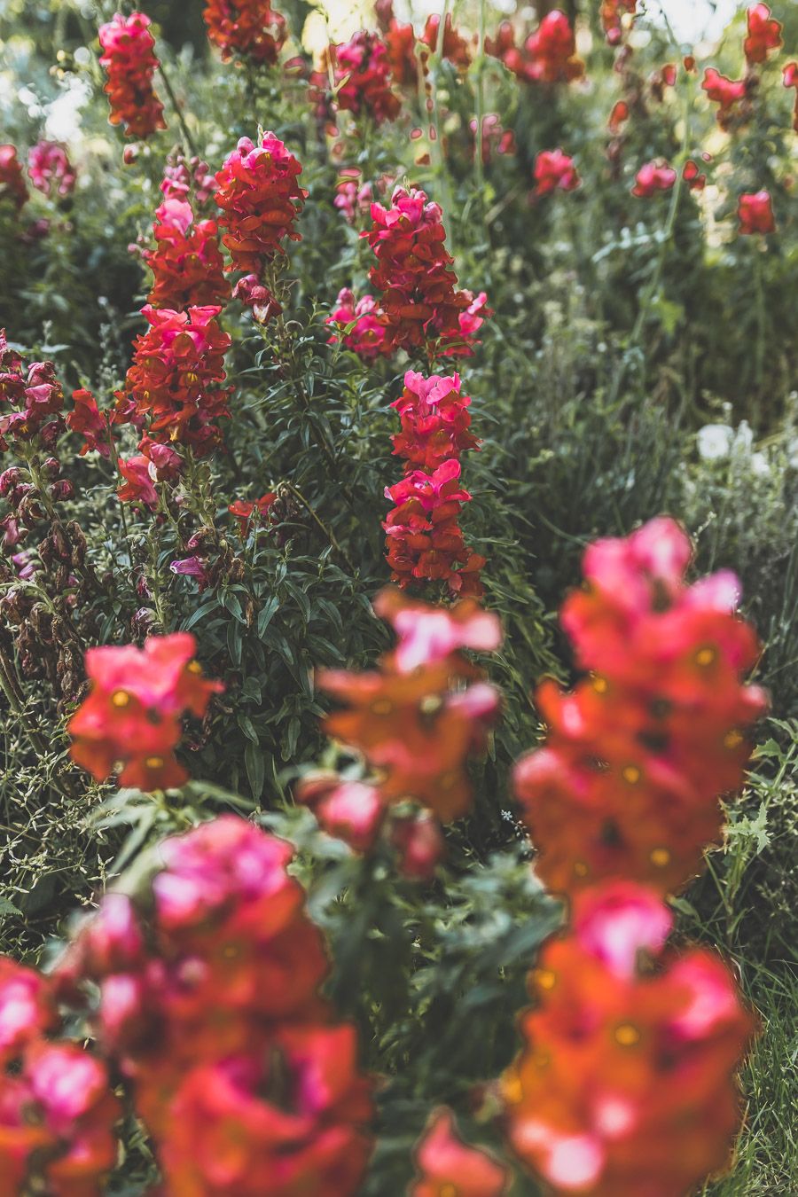 Jardin à Toulouse