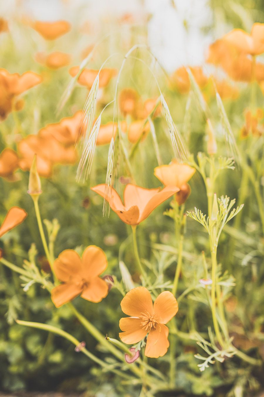 Fleurs à Monestiès