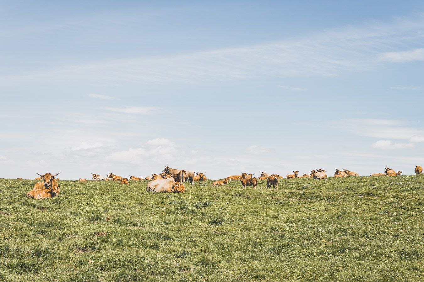 Vaches sur l'Aubrac