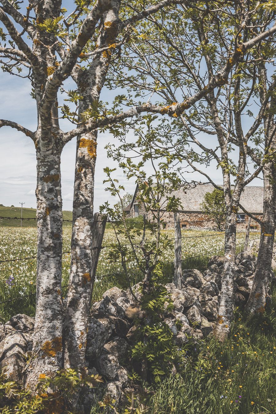 Que voir sur l'Aubrac en Lozère?