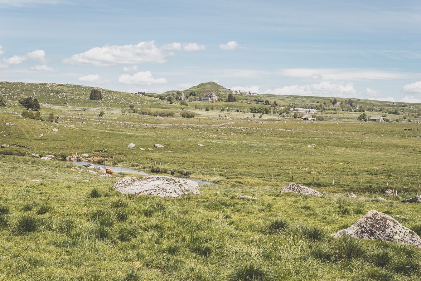 Champ sur l'Aubrac