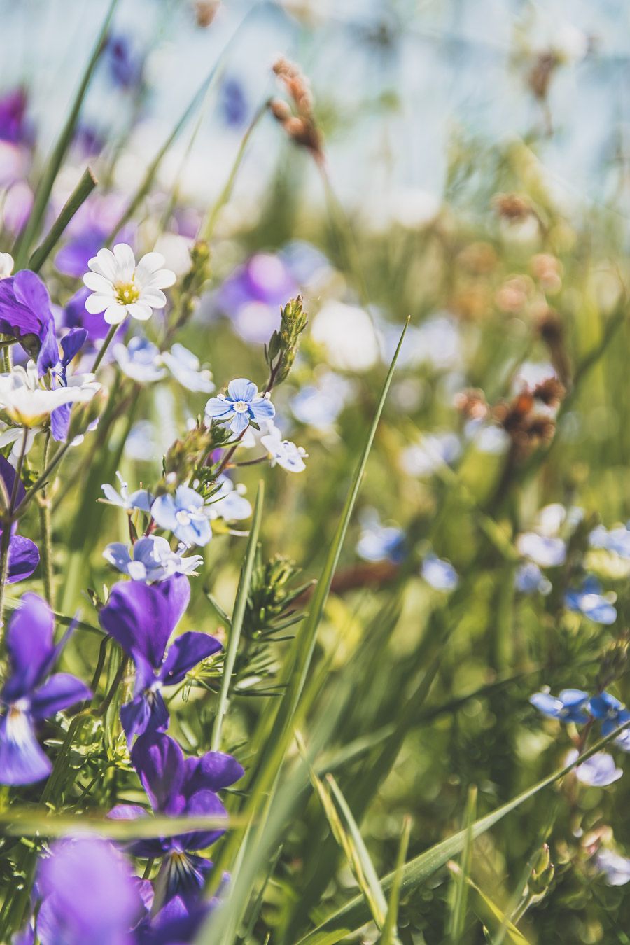 Fleurs sauvages de l'Aubrac : Lozère.