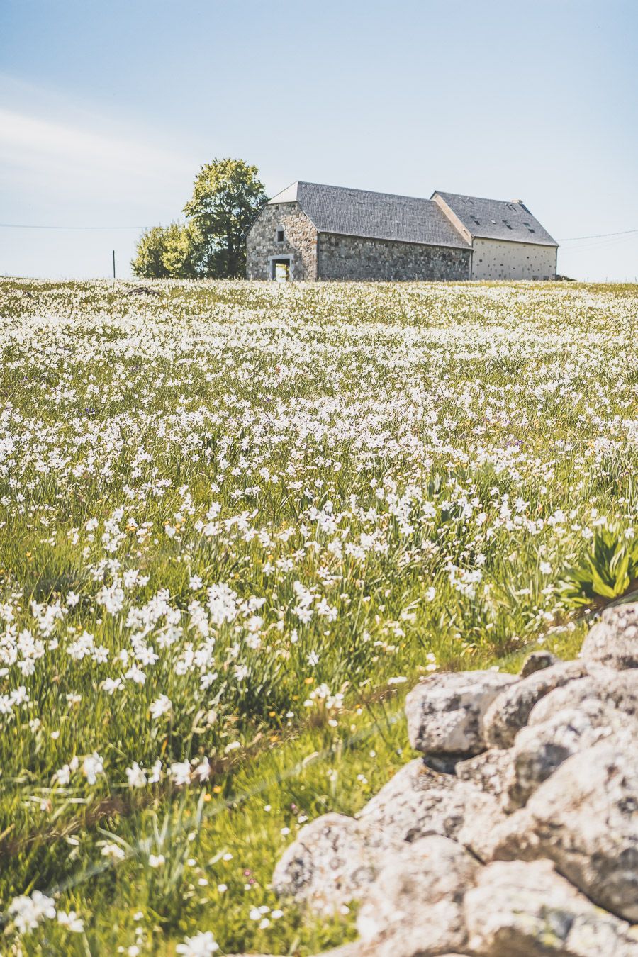 Randonnée sur l'Aubrac - Occitanie, France